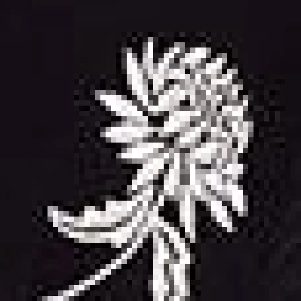 Embroidered Blouson Sleeve Top
